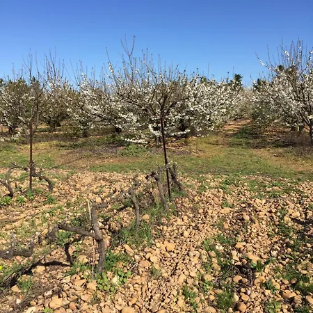 Feriehus Le Galus Au Coeur De Nos Vignes Bio
