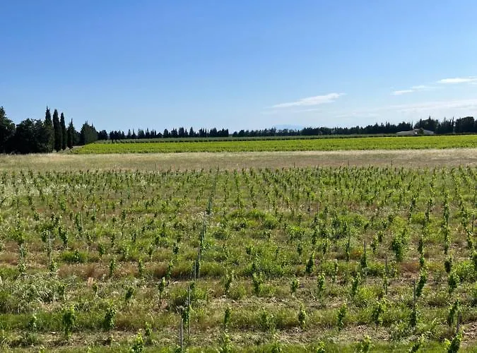 Le Galus Au Coeur De Nos Vignes Bio *